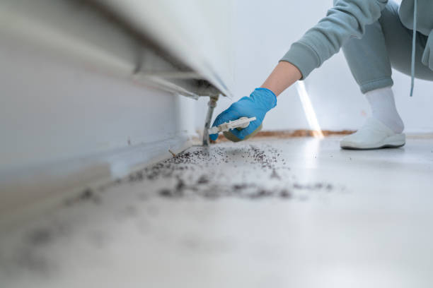 Best Ant Control Services  in Sergeant Bluff, IA